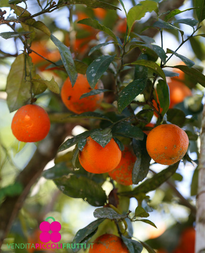 Limetta rossa rangpur - rossa, di