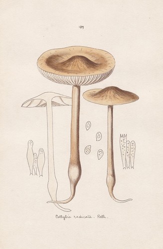 Funghi champignon - funghi,