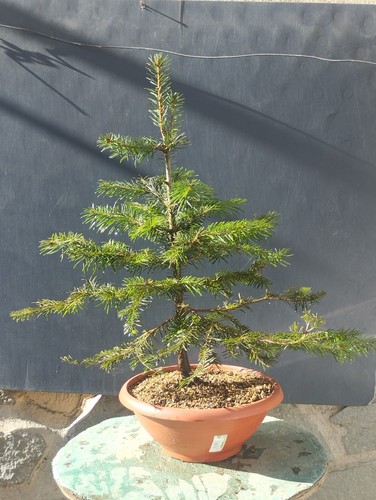 Pre bonsai tasso - di,