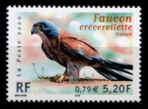 Falco rosolato 1w - falco, rosolato.