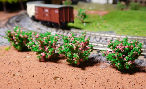 Cespugli rosa fioriti - 20,