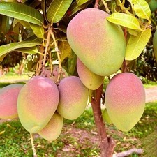 Pianta frutto tropicale - pianta, da