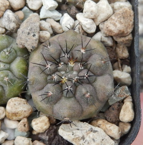 Copiapoa cinerea