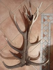 Coppia palco Corna di cervo