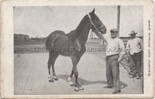 CAVALLI VETERINARIA HORSES