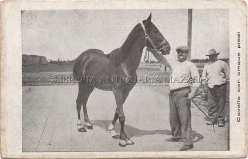 Cavalli veterinaria horses - cavalli,