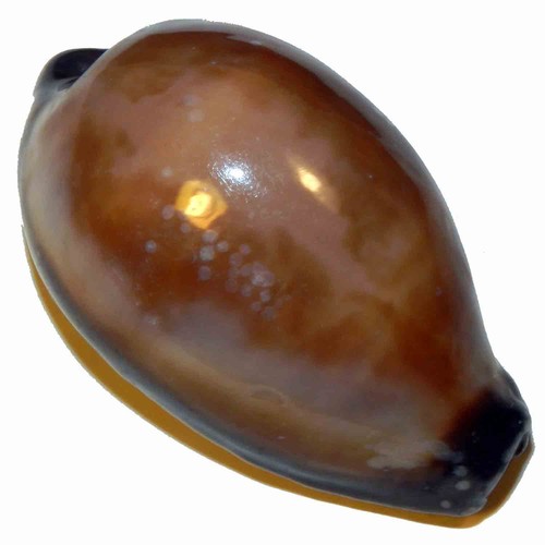 Cypraea onyx extra 44 - onyx, mm