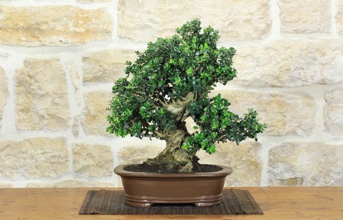 Bonsai olivastro - di, (296)