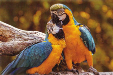 Zoo Wildlife * PAPPAGALLO ARA