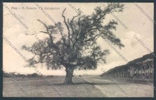 Pisa San Rossore cartolina ZG1704