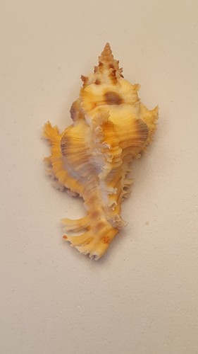 Chicoreus banksii 2mm - chicoreus, rare