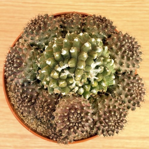 Copiapoa humilis ssp