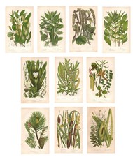 Antique FLOWERS & PLANTS 10
