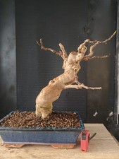 bonsai di fico  h 46 cm visita