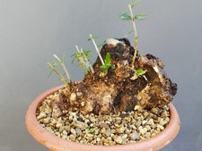 Bonsai Olivastro 18x18cm In