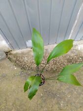 Pianta Aspidistra indistruttibile interno ed esterno resistente  siccita  freddo