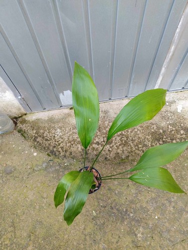Pianta aspidistra - pianta,