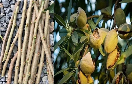 Taglie mandorle dolci - taglie,