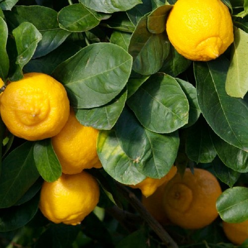 Semi limonetta 100 - limonetta, |