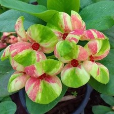 Corona di Spine Battoeflai Thai Hybrid Christ Plant Euphorbia Milii