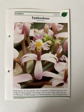 Epidendrum Pflanzensteckbrief