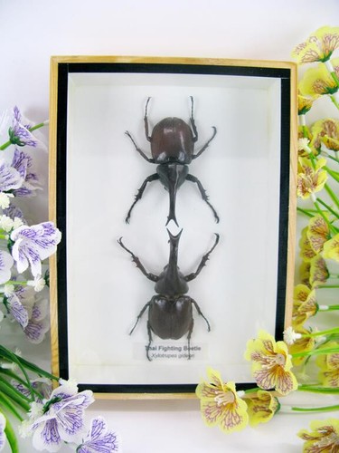 2xthai figthing beetle veri - -,