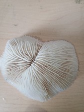 Conchiglia Shell MADREPORA