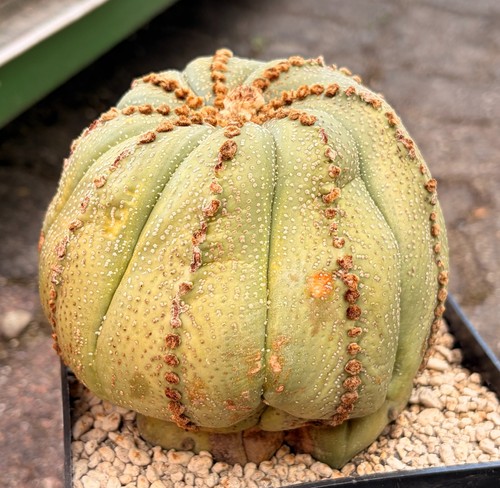 Star cactus astrophytum - cactus,