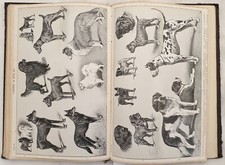 STORIA NATURALE ZOOLOGIA