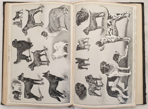 Storia naturale zoologia - naturale,