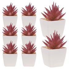  10 pezzi di piante grasse in