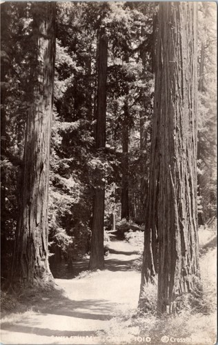 Rppc postcard santa cruz - rppc, ca