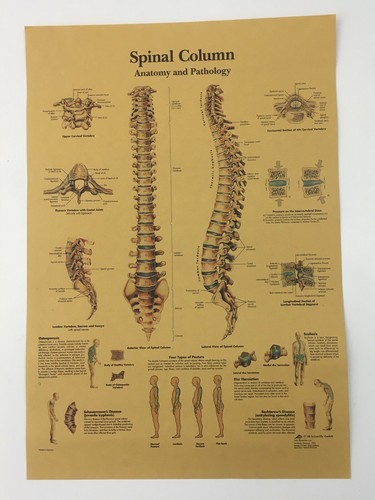 Poster medico vintage - , anatomia