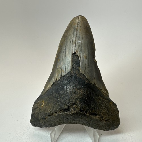 Dente squalo megalodonte - squalo,