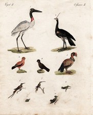 Colibri Felsenhuhn Partridge