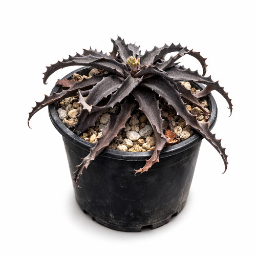 Aloe turkanensis seeds - aloe,
