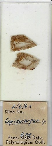 Lepidocarpon fossile di - lepidocarpon, sp.