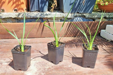 Hesperoyucca whipplei YUCCA chaparral resistente freddo cactus succulent AMERICA