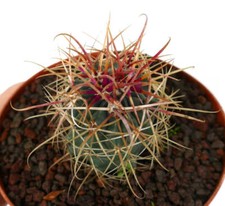 Ferocactus chrysacanthus red - ferocactus,