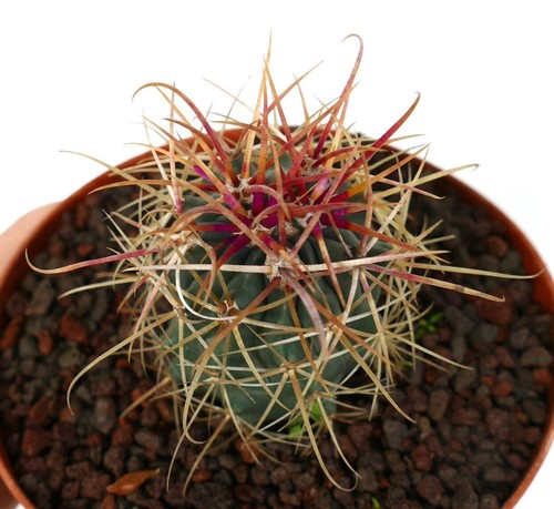 Ferocactus chrysacanthus red - chrysacanthus,