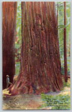 Linen Postcard~ Big Tree~