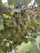 Clinton Bianco (Noah)2025