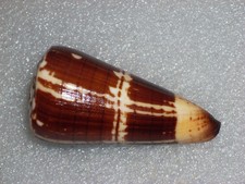 CONUS MALDIVUS VERY BIG