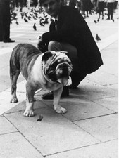 Face to love, Bulldog inglese. Fotografie d'epoca fine art.