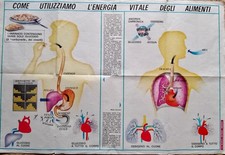 manifesto poster scolastico corpo umano scienze alimentazione scuola digestione