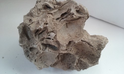 Clam oyster shell fossil cast - oyster,