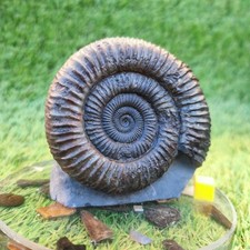 Big ammonite fossil with cut