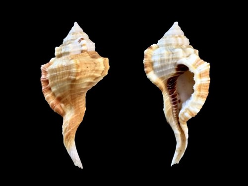 Ranellidae ranularia - ranellidae,,