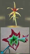 Hippeastrum C1810-3 x mandonii