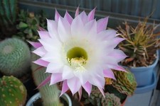Echinopsis Oxygona Cactus